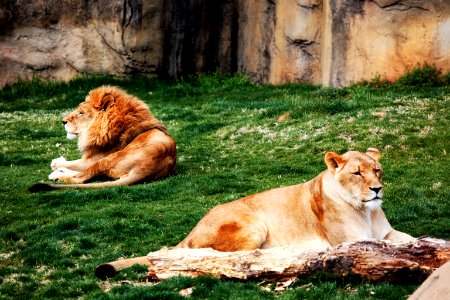 Lions at The Montgomery Zoo in Oak Park. Original image from Carol M. Highsmith’s America, Library of Congress collection.