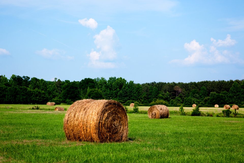 Hay bales dot the landscape of the 69.2 acre farm near Carrollton, Alabama. Original image from Carol M. Highsmith’s America, Library of Congress collection.