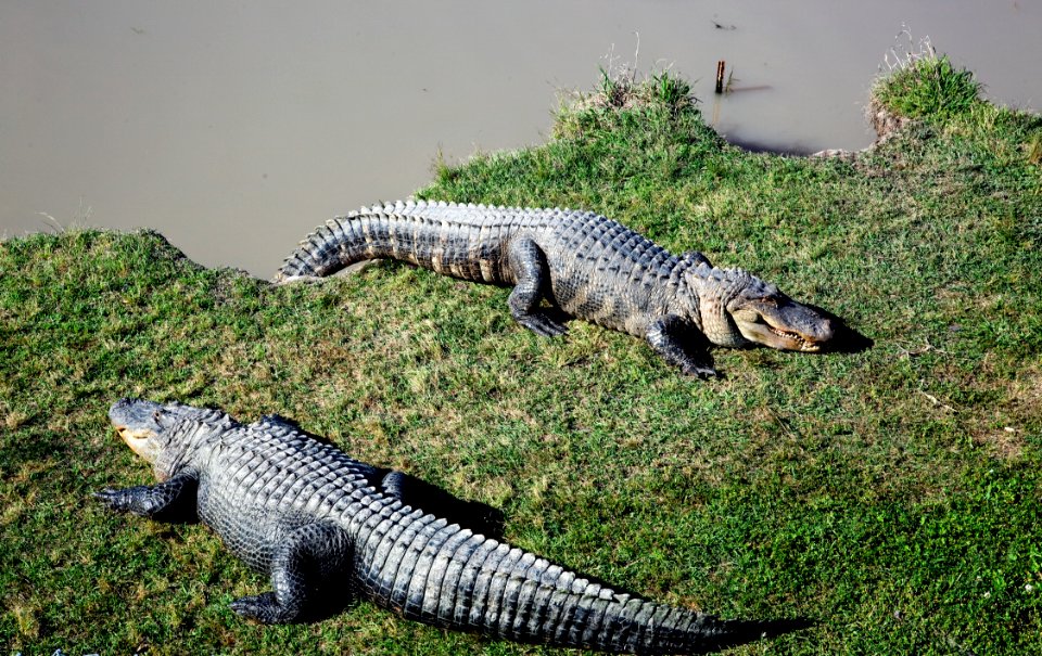 Alligator Alley has 20 acres of natural cypress swamp land, where alligators roam freely in a protected environment. Original image from Carol M. Highsmith’s America, Library of Congress collection.