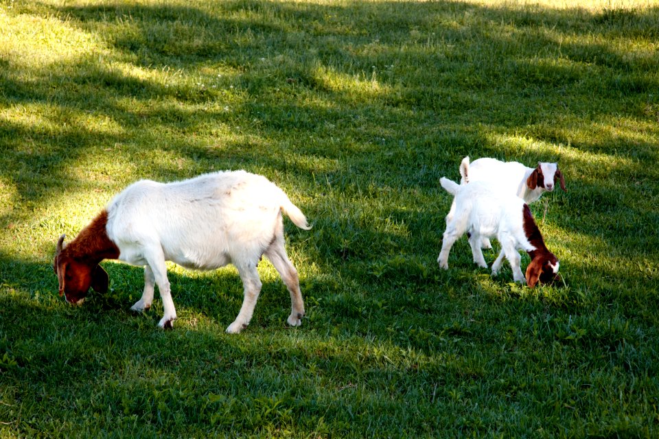 Young goats in rural Alabama. Original image from Carol M. Highsmith’s America, Library of Congress collection.