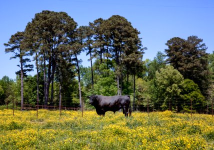 A bull in rural Alabama in the spring. Original image from Carol M. Highsmith’s America, Library of Congress collection.