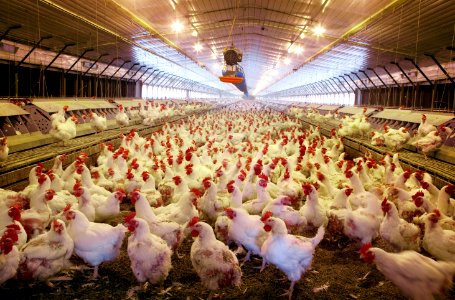 Thousands of chickens live in this large place where their main function is to lay eggs. Located in Monroe County. Original image from Carol M. Highsmith’s America, Library of Congress collection. photo