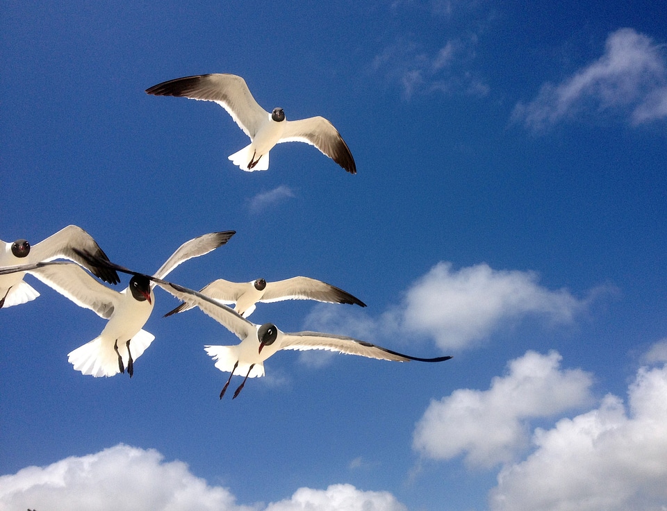 Birds nature blue