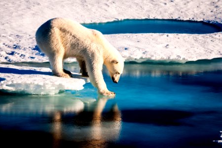 Polar bear at the Arctic. photo
