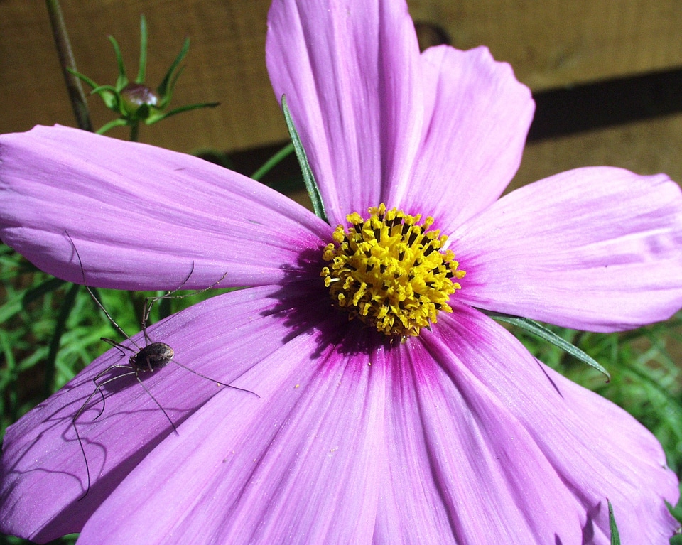 Close-up macro nature