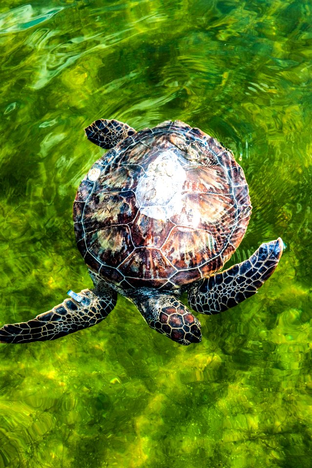 An endangered green sea turtle is released into the Mosquito Lagoon.