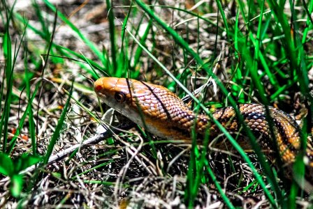 A yellow rat snake slithers through the grass. photo