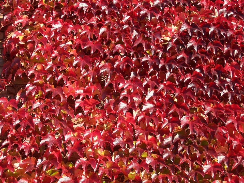 Autumn fall foliage red
