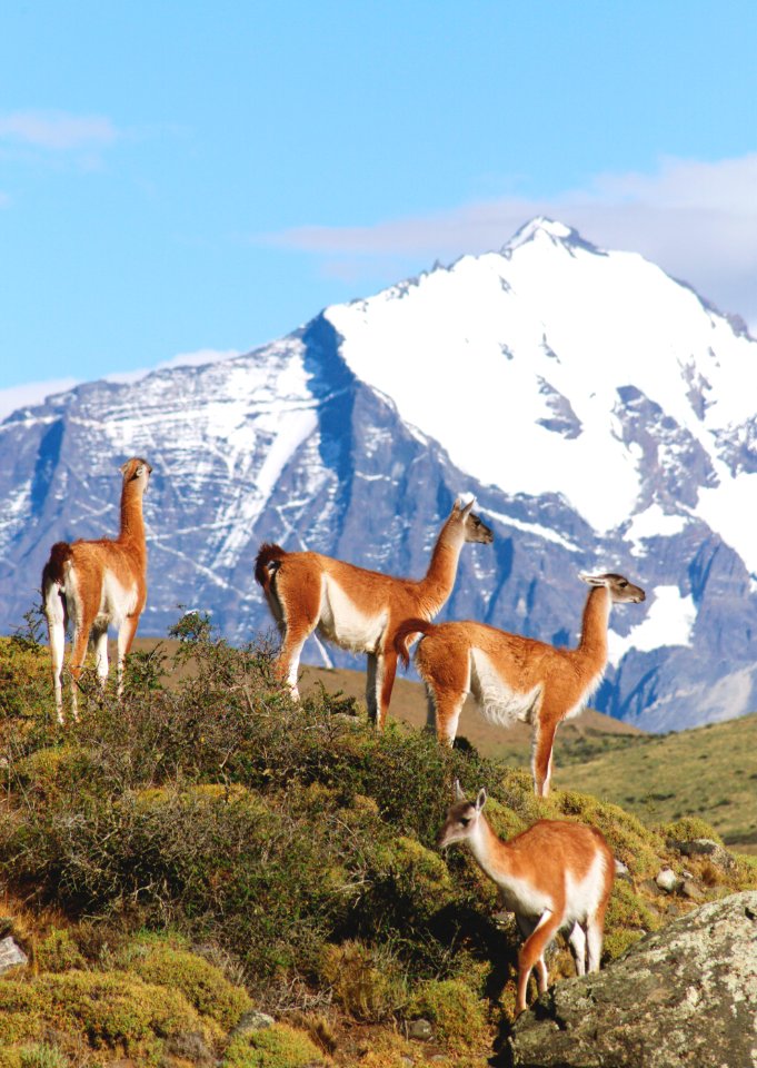 A herd of guanacos in Torres del Paine National Park in Chile.