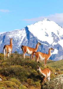 A herd of guanacos in Torres del Paine National Park in Chile.