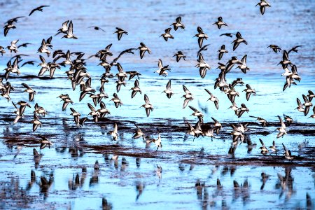 A gaggle of sandpipers fly over glassy water.