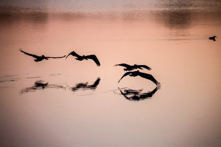 Brown pelicans search for fish in brackish water at NASA's Kennedy Space Center in Florida around dawn. photo