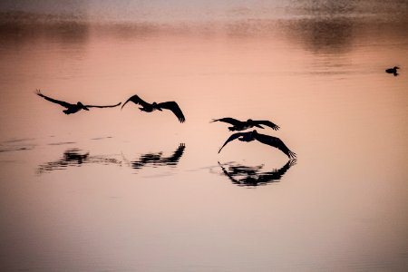 Brown pelicans search for fish in brackish water at NASA's Kennedy Space Center in Florida around dawn.