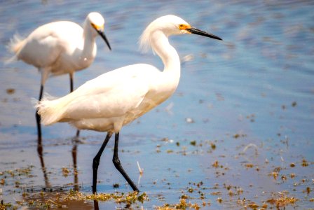 Snowy egrets wade through a pond for their food at a pond near Kennedy Space Center.