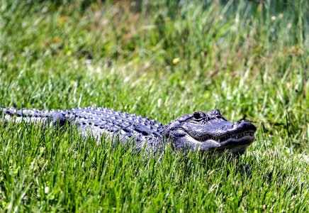 An alligator from a nearby drainage canal. photo