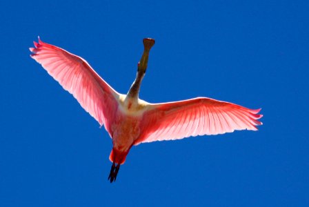 A roseate spoonbill soars overhead.