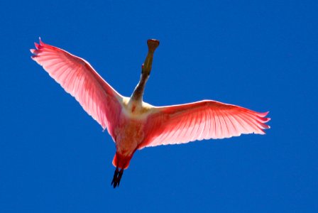 A roseate spoonbill soars overhead. photo