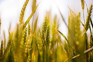 Field grain nature