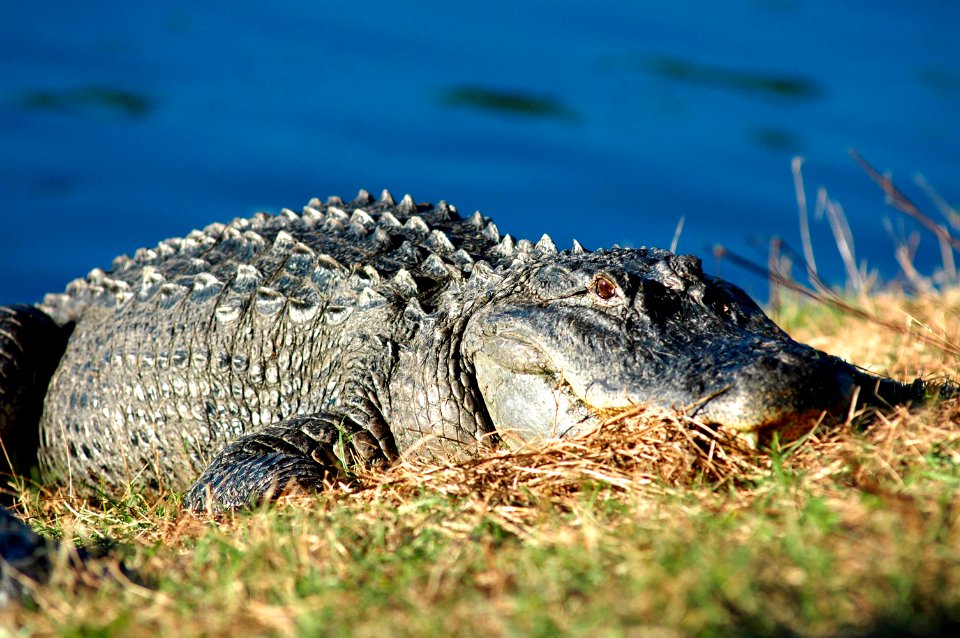 An alligator suns itself on the bank of a pond.
