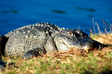 An alligator suns itself on the bank of a pond. photo