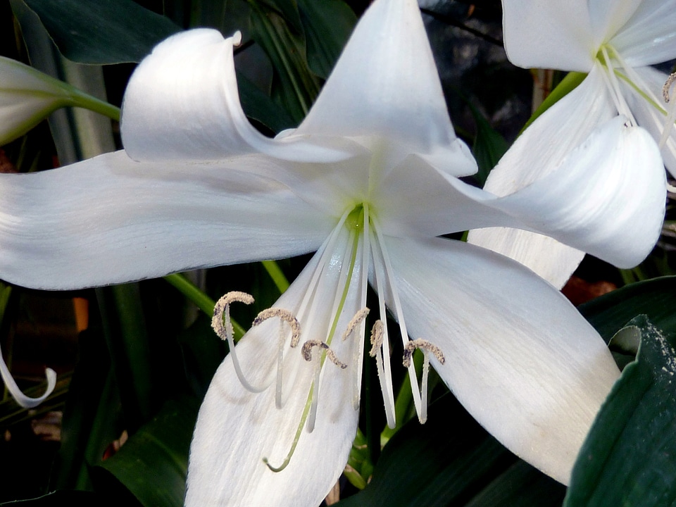 Close-up plant nature