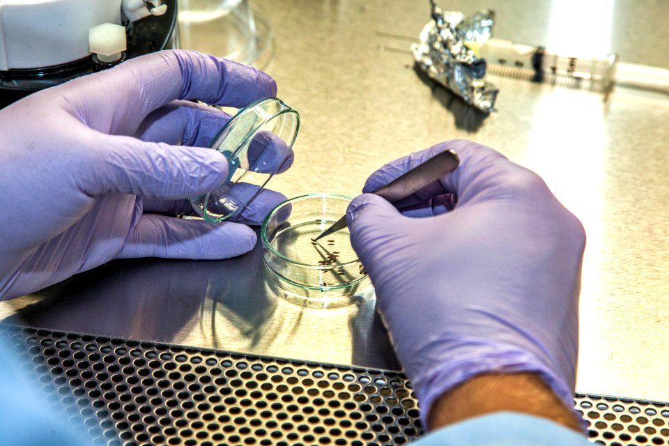 Arabidopsis seeds are being planted in Veggie Passive Orbital Nutrient Delivery System (PONDS) units inside a laboratory at the Space Station Processing Facility at NASA’s Kennedy Space Center in Florida.