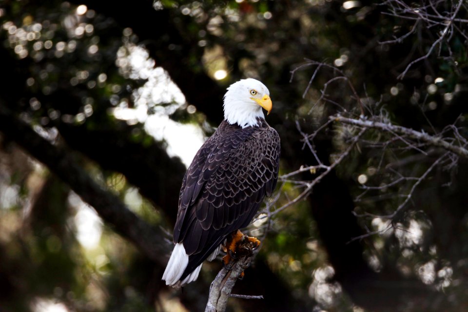 A bald eagle is perched in a tree near the Shuttle Landing Facility at NASA's Kennedy Space Center in Florida.