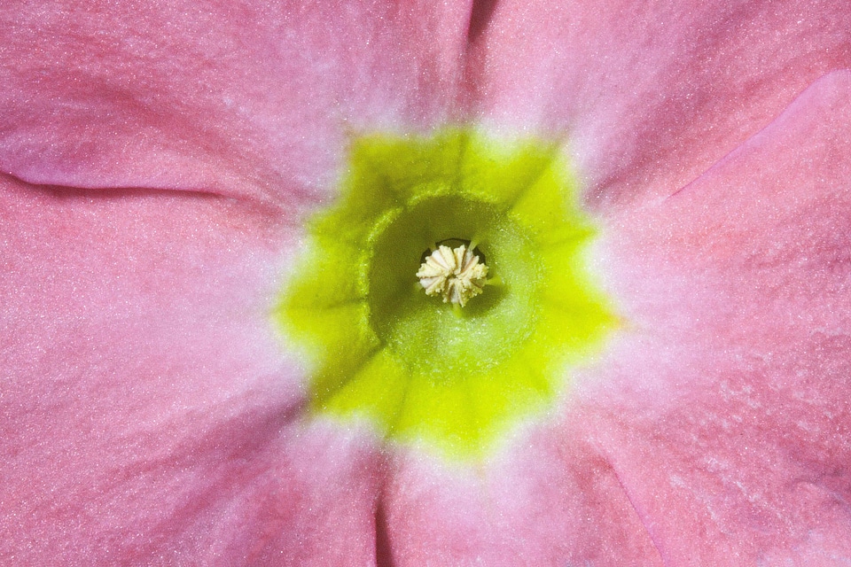 Light pink pastellfarben genus