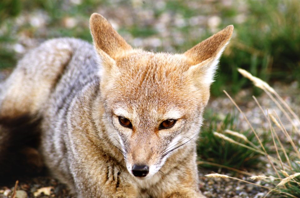 A fox at Torres del Paine National Park in Chile.