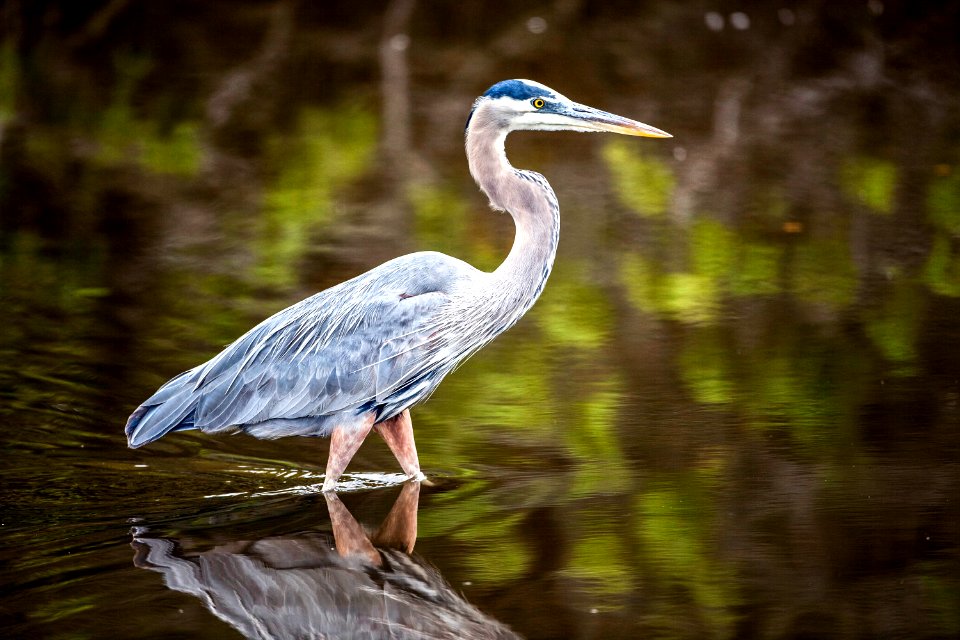 A great blue heron wades through brackish water.