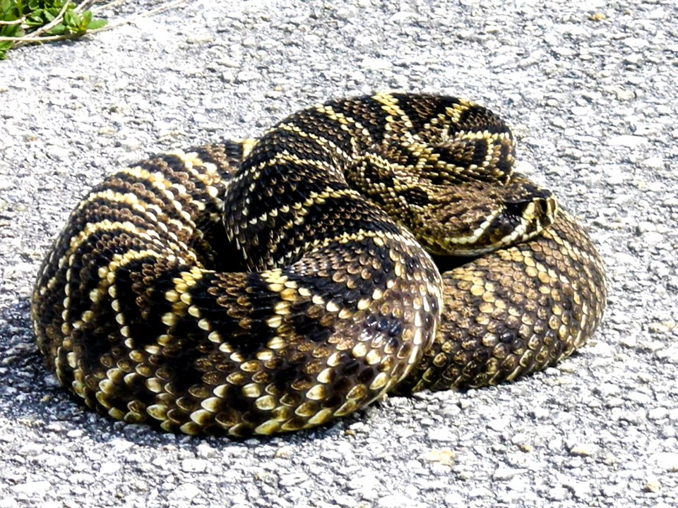 Snake spotted near Launch Pad 39B at NASA's Kennedy Space Center.