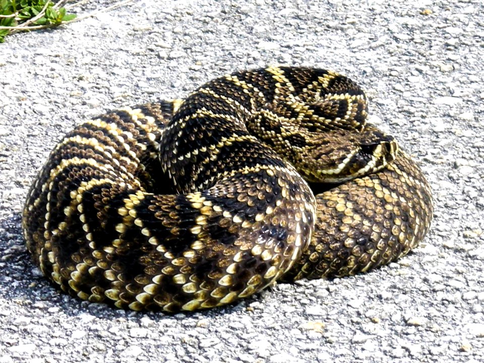 Snake spotted near Launch Pad 39B at NASA's Kennedy Space Center. photo