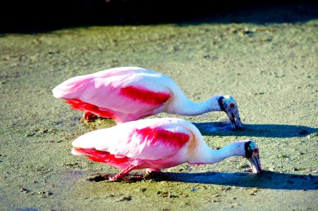 Two roseate spoonbills search a murky canal for food.