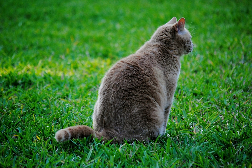 Grass animal domestic
