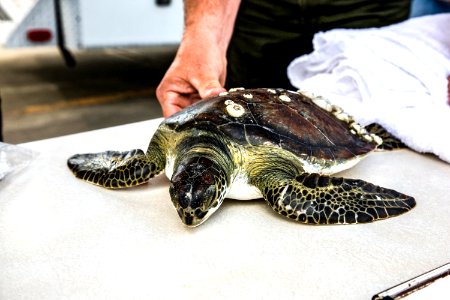 Sea turtle release after the cold weather. photo