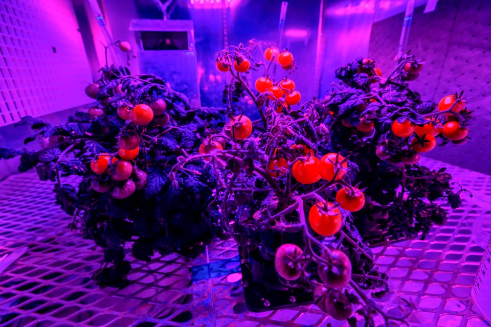 Tomato plants are growing under red and blue LED lights in a growth chamber inside a laboratory at the Space Station Processing Facility at NASA’s Kennedy Space Center in Florida.