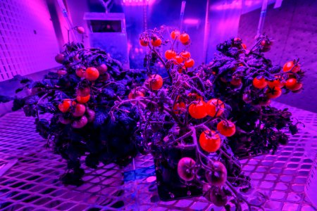 Tomato plants are growing under red and blue LED lights in a growth chamber inside a laboratory at the Space Station Processing Facility at NASA’s Kennedy Space Center in Florida. photo