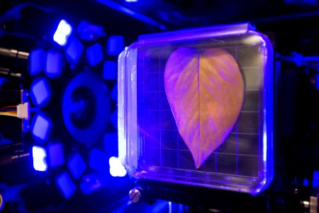 Inside the Spectrum prototype unit, organisms in a Petri plate are exposed to blue excitation lighting. photo