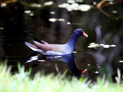 A common gallinule swims in a waterway at NASA's Kennedy Space Center in Florida.