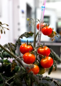 Tomato plants are growing inside a laboratory at the Space Station Processing Facility at NASA’s Kennedy Space Center in Florida. photo