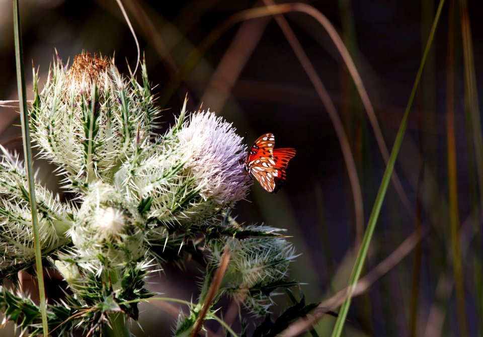 Thistle blooms provide a midday meal for a gulf fritillary butterfly at Merritt Island National Wildlife Refuge in Florida.