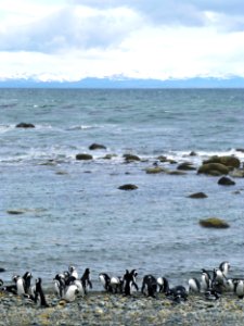A colony of Magellanic penguins near Punta Arenas, Chile. photo