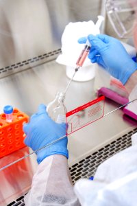 Laboratory technician working with a cell culture solution, using a syringe to add some of the sample to a glass bottle. Original image sourced from US Government department: Public Health Image Library, Centers for Disease Control and Prevention. Under US law this image is copyright free, please credit the government department whenever you can”. photo