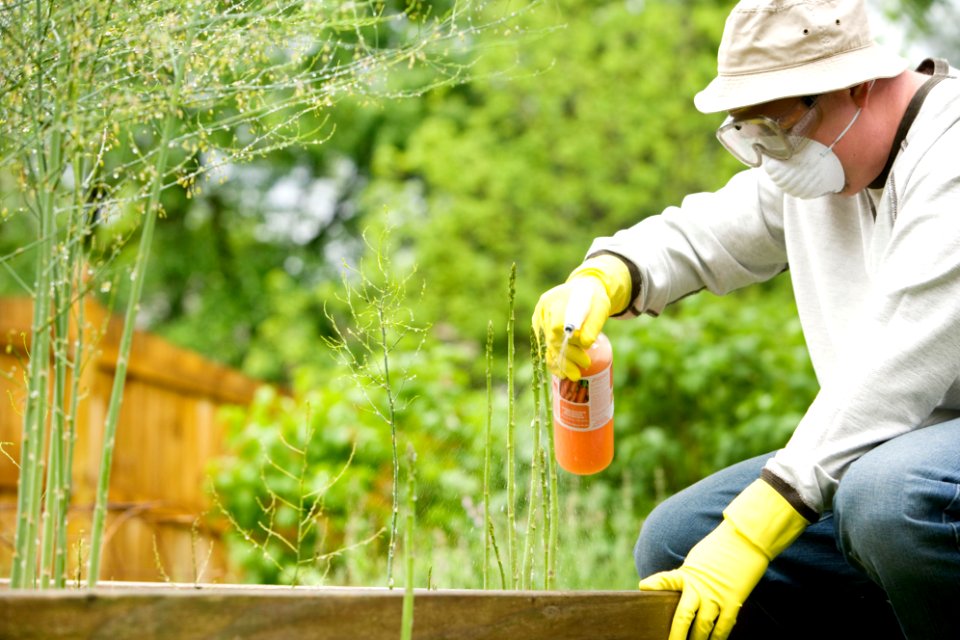 Man properly tending his garden. Original image sourced from US Government department: Public Health Image Library, Centers for Disease Control and Prevention. Under US law this image is copyright free, please credit the government department whenever you can”.