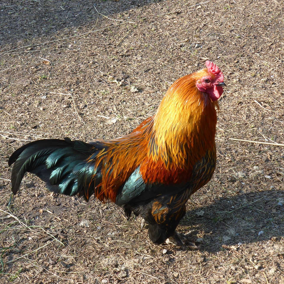 Poultry animal bird