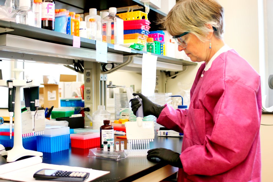Microbiologist preparing for antibody testing. A healthcare provider donning a pair of green latex gloves in order to protect herself during her subsequent interaction her next patient. Original image sourced from US Government department: Public Health Image Library, Centers for Disease Control and Prevention. Under US law this image is copyright free, please credit the government department whenever you can”.