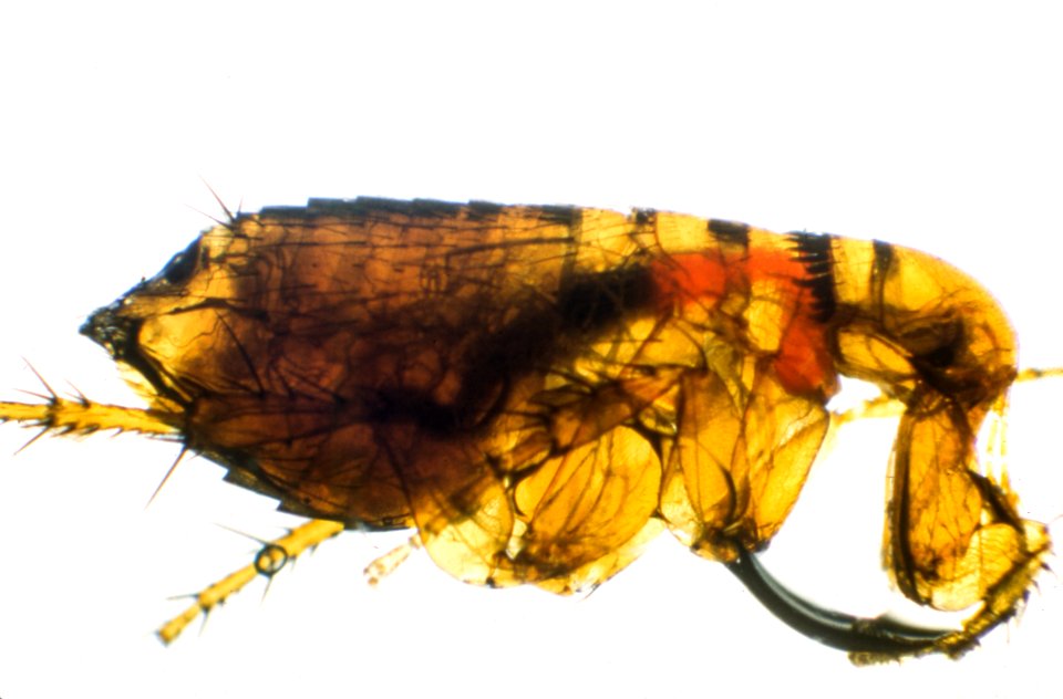 Flea isolated on white background. Original image sourced from US Government department: Public Health Image Library, Centers for Disease Control and Prevention. Under US law this image is copyright free, please credit the government department whenever you can”.