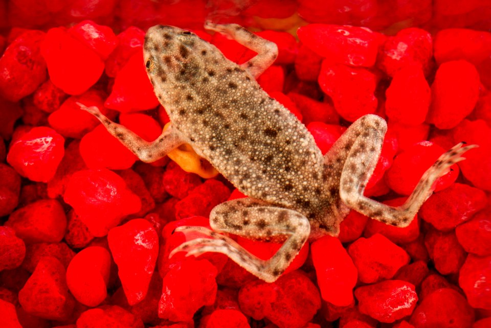 African dwarf frog, Hymenochirus boettgeri. Original image sourced from US Government department: Public Health Image Library, Centers for Disease Control and Prevention. Under US law this image is copyright free, please credit the government department whenever you can”.