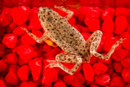 African dwarf frog, Hymenochirus boettgeri. Original image sourced from US Government department: Public Health Image Library, Centers for Disease Control and Prevention. Under US law this image is copyright free, please credit the government department whenever you can”. photo
