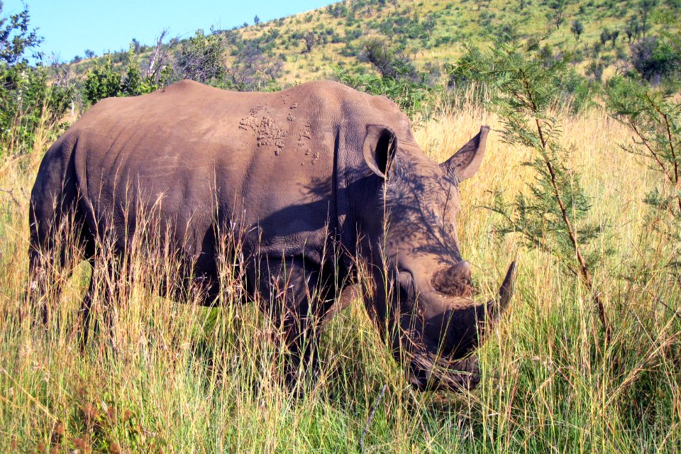A young grazing black rhinoceros, with its two–horned snout, and leathery, wrinkled skin. It is classified as critically endangered, with three of the subspecies having been declared extinct in 2011, by the International Union for Conservation of Nature (IUCN). Original image sourced from US Government department: Public Health Image Library, Centers for Disease Control and Prevention. Under US law this image is copyright free, please credit the government department whenever you can”.